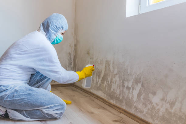 Best Mold Damage Repair  in Clayton, MO