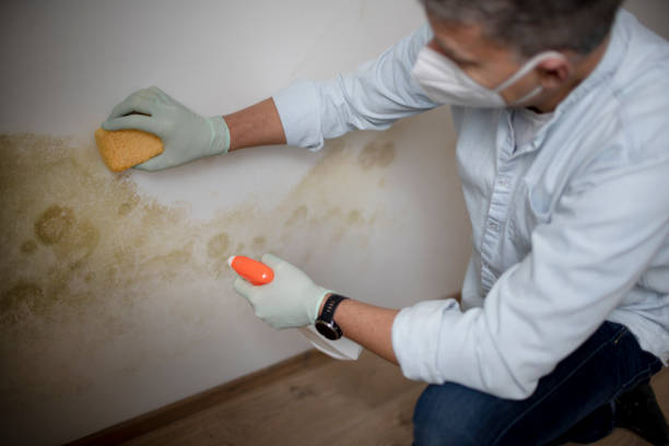 Best Office Mold Removal Services  in Clayton, MO