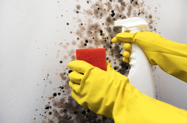 Best Mold Removal Company Near Me  in Clayton, MO