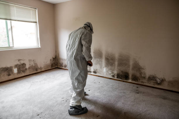 Best Mold Testing  in Clayton, MO