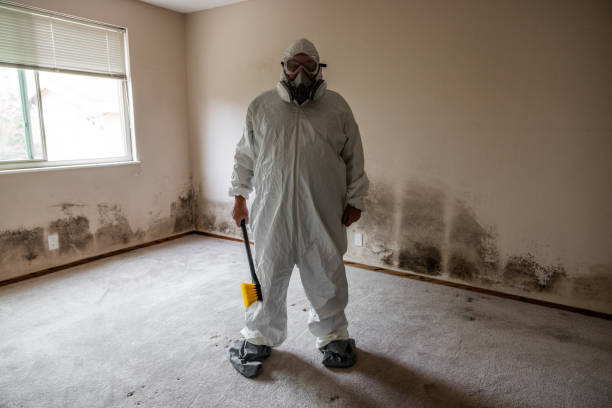 Mold Removal and Inspection in Clayton, MO