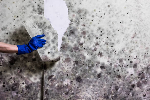 Best Mold Remediation Experts  in Clayton, MO