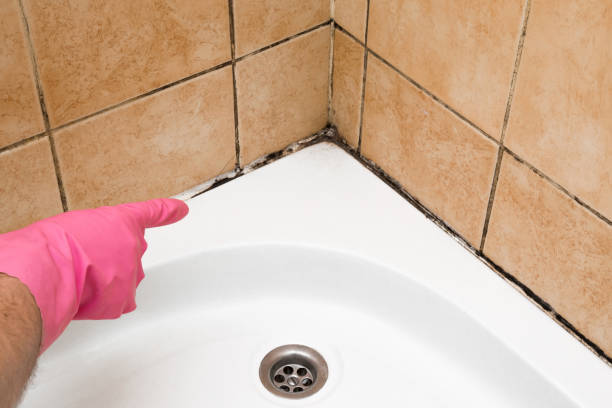 Best Crawl Space Mold Removal  in Clayton, MO