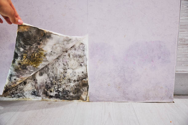 Best Emergency Mold Removal  in Clayton, MO